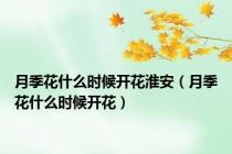 月季花什么时候开花淮安（月季花什么时候开花）