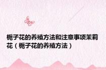 栀子花的养殖方法和注意事项茉莉花（栀子花的养殖方法）