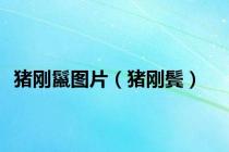 猪刚鬣图片（猪刚鬓）