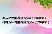 虎皮吊兰的养殖方法和注意事项（花叶万年青的养殖方法和注意事项）