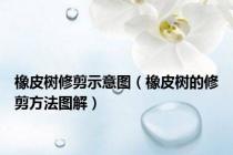 橡皮树修剪示意图（橡皮树的修剪方法图解）