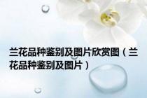 兰花品种鉴别及图片欣赏图（兰花品种鉴别及图片）