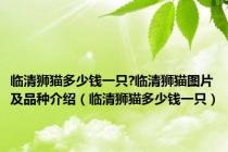 临清狮猫多少钱一只?临清狮猫图片及品种介绍（临清狮猫多少钱一只）