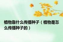 植物靠什么传播种子（植物是怎么传播种子的）