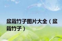 盆栽竹子图片大全（盆栽竹子）