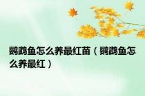 鹦鹉鱼怎么养最红苗（鹦鹉鱼怎么养最红）