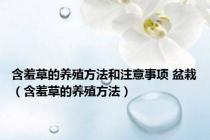 含羞草的养殖方法和注意事项 盆栽（含羞草的养殖方法）