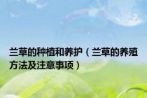 兰草的种植和养护（兰草的养殖方法及注意事项）