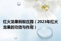 红火龙果蚂蚁庄园（2023年红火龙果的功效与作用）