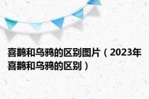喜鹊和乌鸦的区别图片（2023年喜鹊和乌鸦的区别）