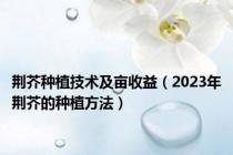 荆芥种植技术及亩收益（2023年荆芥的种植方法）