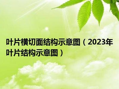 叶片横切面结构示意图（2023年叶片结构示意图）