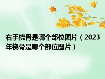 右手桡骨是哪个部位图片（2023年桡骨是哪个部位图片）