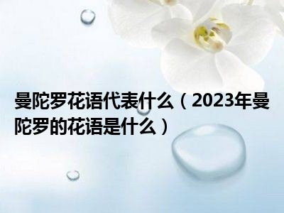 曼陀罗花语代表什么（2023年曼陀罗的花语是什么）