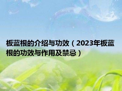 板蓝根的介绍与功效（2023年板蓝根的功效与作用及禁忌）