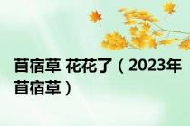 苜宿草 花花了（2023年苜宿草）