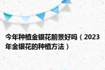 今年种植金银花前景好吗（2023年金银花的种植方法）