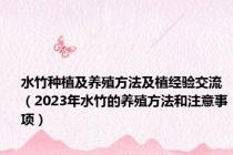 水竹种植及养殖方法及植经验交流（2023年水竹的养殖方法和注意事项）