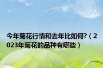 今年菊花行情和去年比如何?（2023年菊花的品种有哪些）