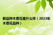 新品种木香花是什么样（2023年木香花品种）