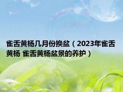 雀舌黄杨几月份换盆（2023年雀舌黄杨 雀舌黄杨盆景的养护）