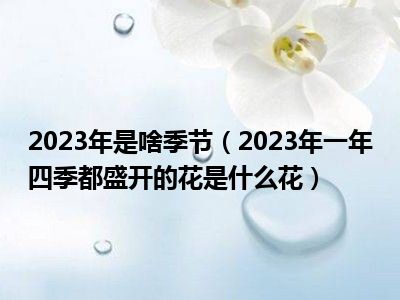 2023年是啥季节（2023年一年四季都盛开的花是什么花）