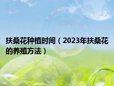 扶桑花种植时间（2023年扶桑花的养殖方法）