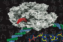 科学家创造出可以被天然酶转录的人工DNA