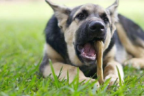 为什么狗咀嚼那么多我们应该让他们这么做吗