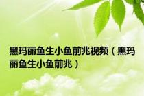 黑玛丽鱼生小鱼前兆视频（黑玛丽鱼生小鱼前兆）