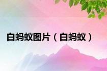 白蚂蚁图片（白蚂蚁）