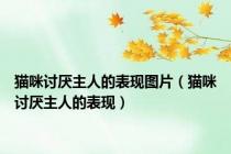 猫咪讨厌主人的表现图片（猫咪讨厌主人的表现）