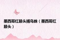 墨西哥红膝头捕鸟蛛（墨西哥红膝头）