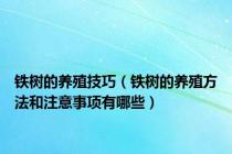 铁树的养殖技巧（铁树的养殖方法和注意事项有哪些）