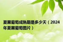 夏黑葡萄成熟期是多少天（2024年夏黑葡萄图片）