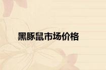 黑豚鼠市场价格