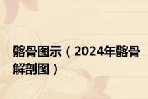髂骨图示（2024年髂骨解剖图）