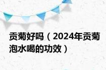 贡菊好吗（2024年贡菊泡水喝的功效）