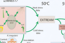 研究人员利用代谢模型研究玉米的温度胁迫