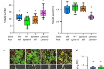 豆科植物模型研究阐明了氮响应铁获取的潜在机制