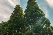 巨型红杉是英国景观中快速增长的一个特征