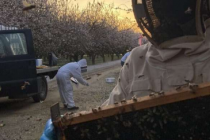 研究发现由于秋季更长更温暖蜜蜂可能面临蜂群崩溃的风险