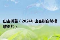 山杏树苗（2024年山杏树自然根雕图片）