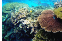 随着气候变化和污染危及珊瑚礁科学家们正在深度冷冻珊瑚以重新填充未来的海洋