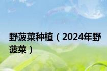 野菠菜种植（2024年野菠菜）