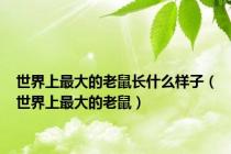 世界上最大的老鼠长什么样子（世界上最大的老鼠）
