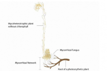 真菌异养植物是木广网的关键