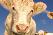 mRNA疫苗能否帮助提高牲畜产量