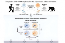 研究人员报告物种间基因调控差异的机制