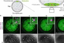 通过延时摄影揭开胚胎细胞分裂的神秘面纱